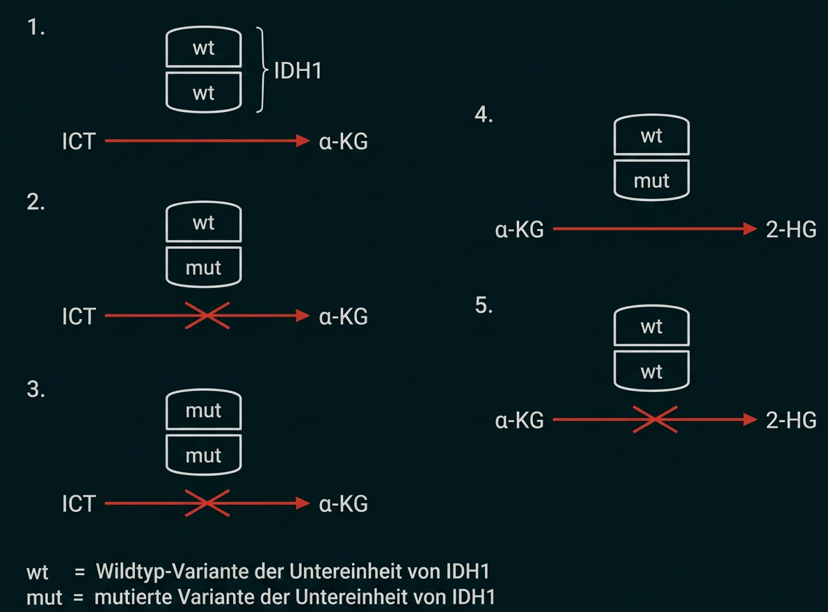 Schematische Darstellung der Umwandlung von ICT zu α-KG und α-KG zu 2-HG bei verschiedenen IDH1-Varianten.